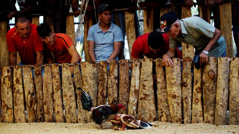 Cockfighting in Cuba: Clandestine Venues, State Arenas