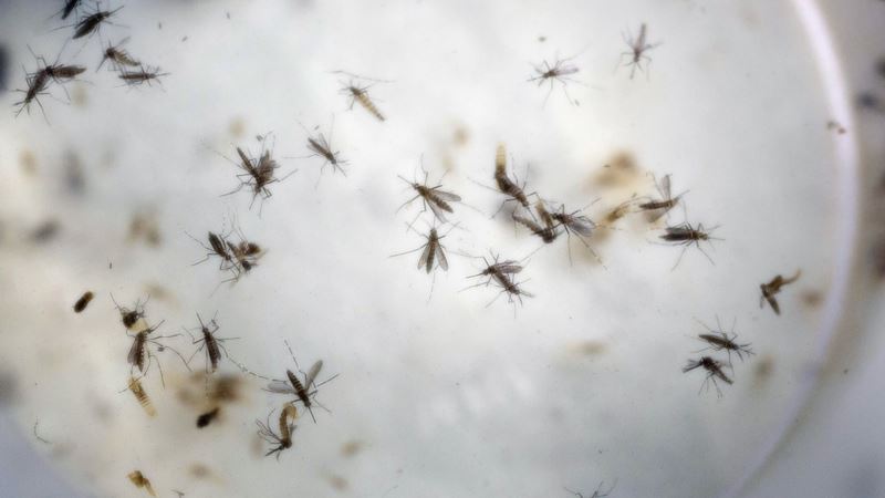 Zika Vaccine Trials Enter Next Phase