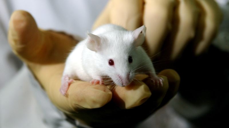 Experimental Drug Cures Malaria in Mice