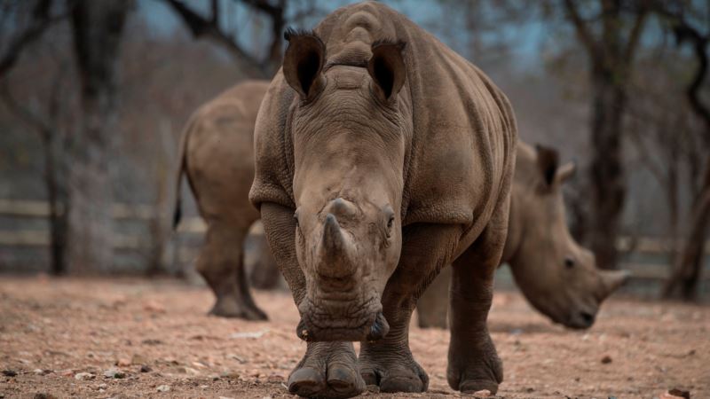 Malaysian Rhino Horn Seizure Worth Over $3 Million