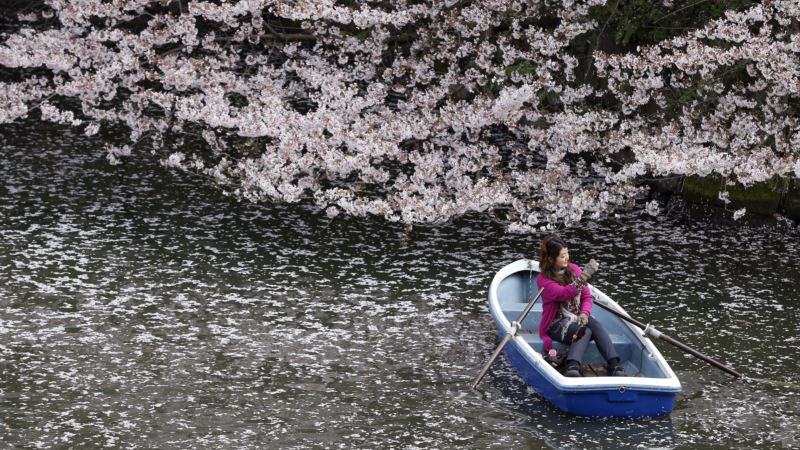 Cherry Blossoms Lure Admirers Around North Asia