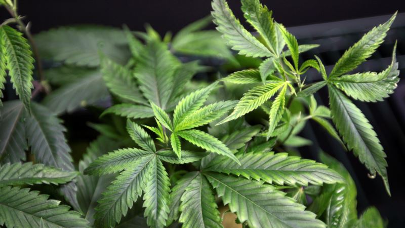 Canada Introduces Legislation to Legalize Marijuana