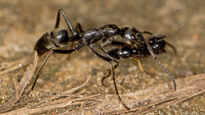 Ants March into Battle, Rescue Their Wounded Comrades