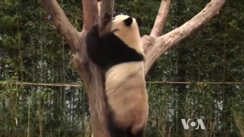 Why Are Pandas Black and White?