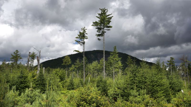 Eastern US Trees Shift North, West With Climate Change