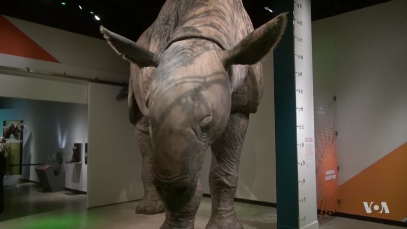 Exhibit Illustrates Extreme Adaptations of Mammals Over Millennia