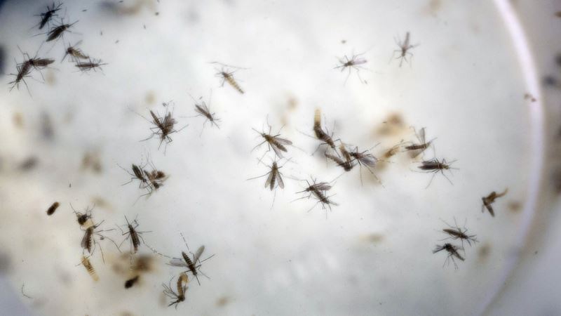 Kenya Health Officials Issue Alert Over Dengue Fever Outbreak