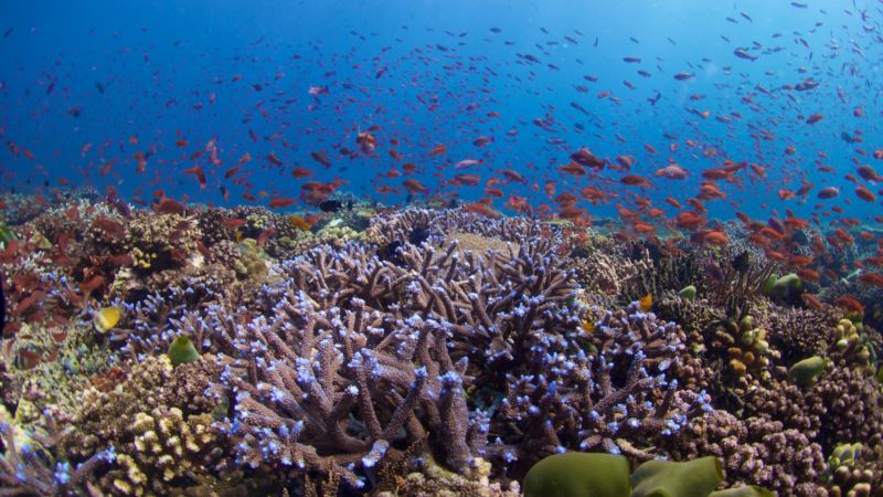 In Vitro Fertilization Could Help Restore Vulnerable Coral Reefs