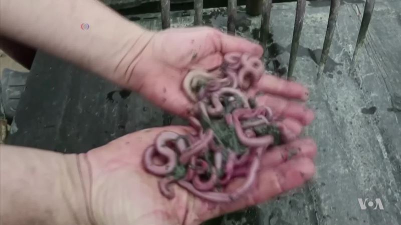Shrinking Worm Harvest Upsets Sports Fishing Business