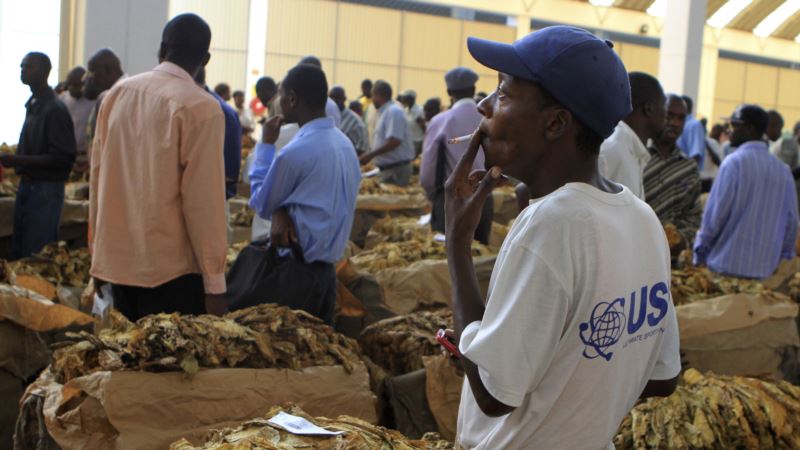 Zimbabwe Tobacco Booming, but Farmers Growing It Are Not