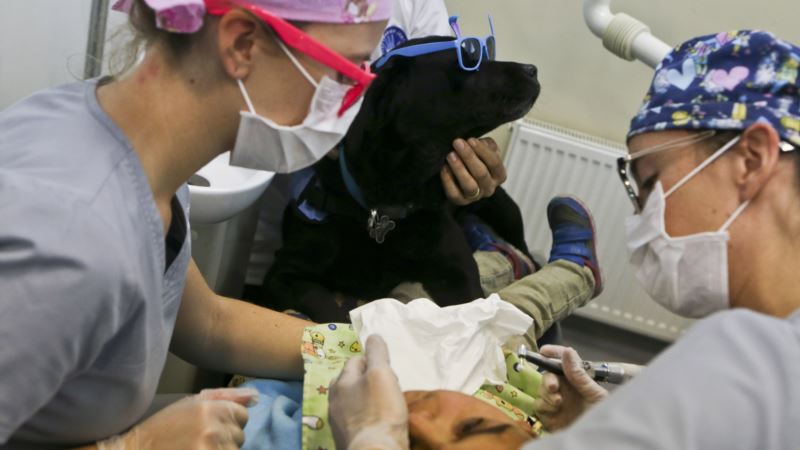 In Chile, Dogs Help Kids with Autism on Their Dentist Visits
