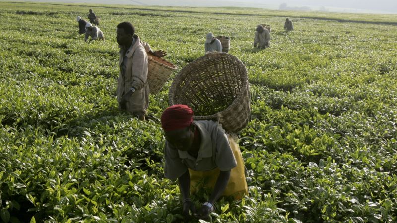 Kenyans Forced Off Tea Highlands by British Colonialists Seek Justice