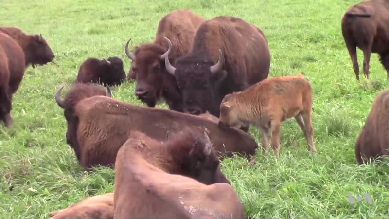 Bison Reclaim, Restore their Natural Range