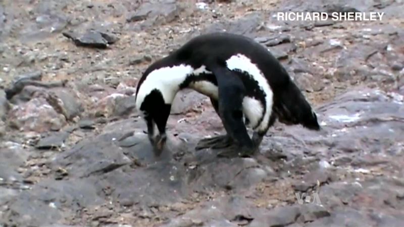 Climate Change Puts Penguins at Risk