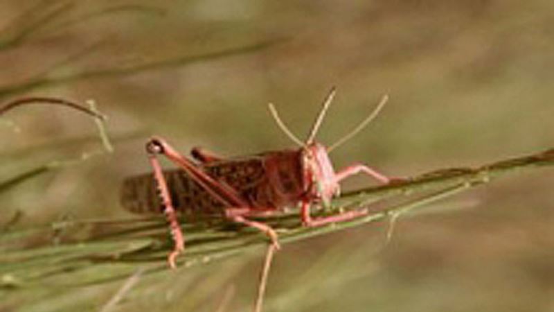 New Forecast Tool Gives Countries Edge Against Desert Locust Invasions