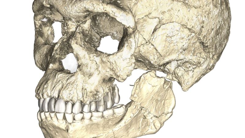 Moroccan Fossils Shake Up Understanding of Human Origins