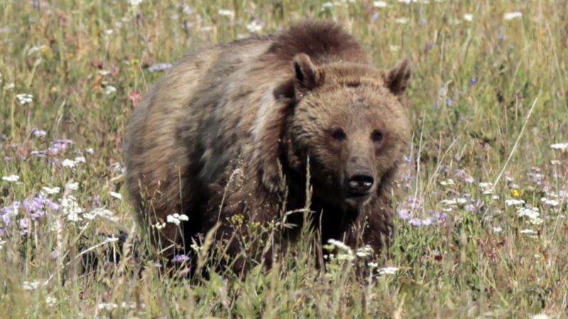 Yellowstone Grizzly Bears to Lose Endangered Species Protection