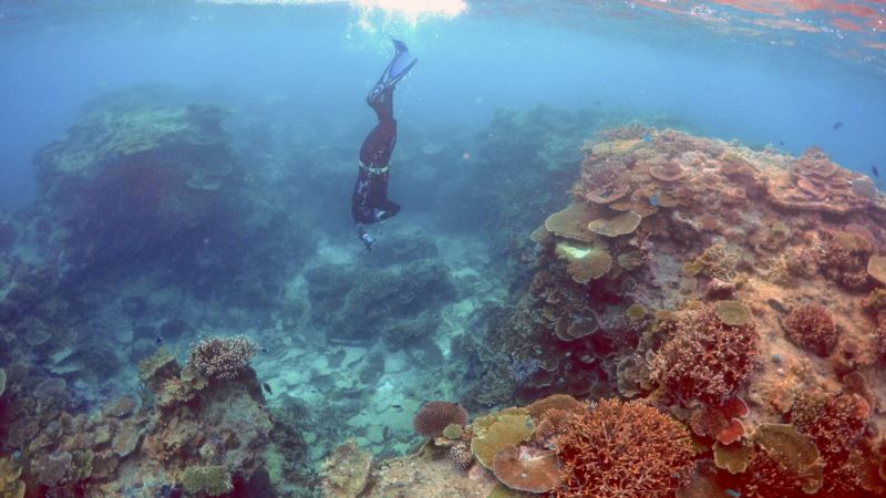 Experts Watch for Coral Reef Rebound