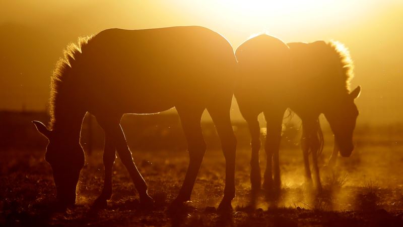 From Prague to Mongolia, Wild Horses Return to the Steppes