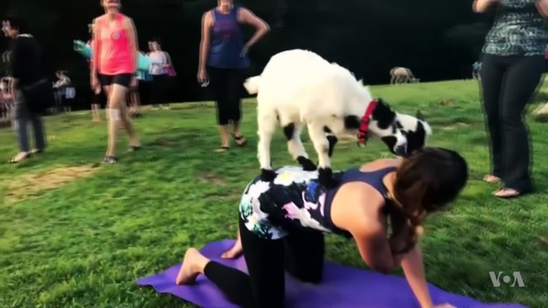 New Yoga Trend Includes Traditional Poses and Baby Goats