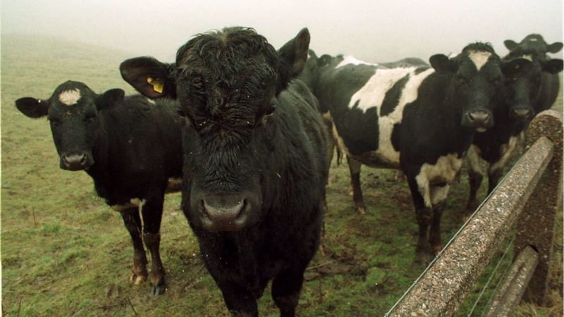 Vegetarian Beef Farmer Moves Herd to Greener Pastures