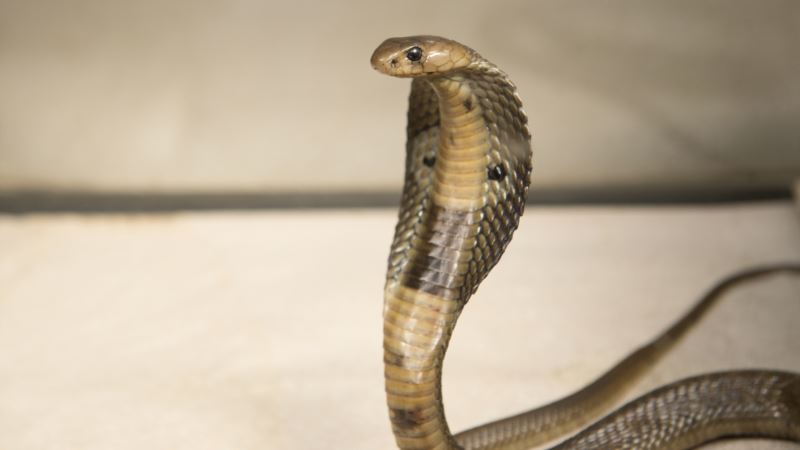 US Customs Agents Find Cobras Inside Mail at JFK Airport