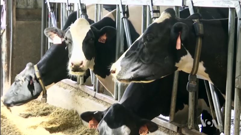 Improving Living Conditions Makes Cows and Farmers Happier