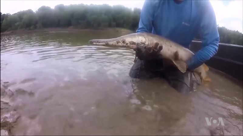Living Fossil Returns to Illinois Waters