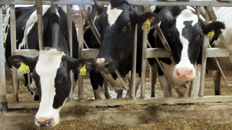 Cows Airlifted to Qatar in Defiance of Saudi-led Boycott