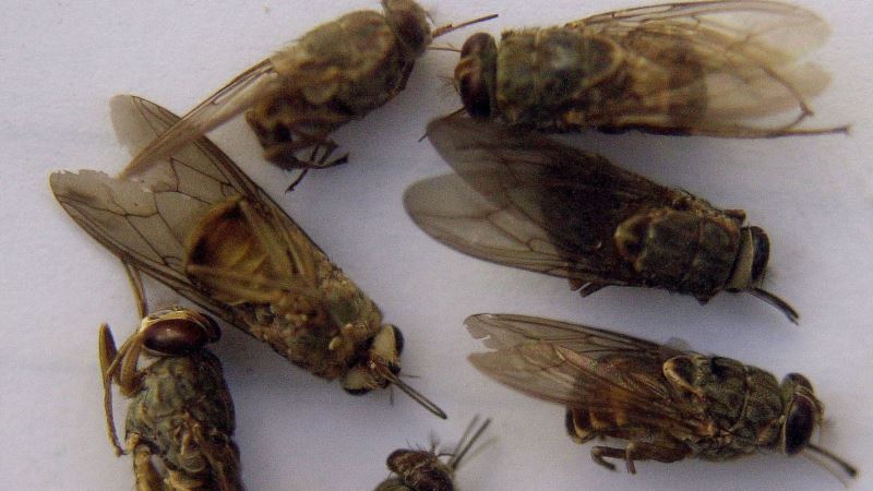 Tsetse Fly’s Weakness May Be Its Symbiotic Bacteria