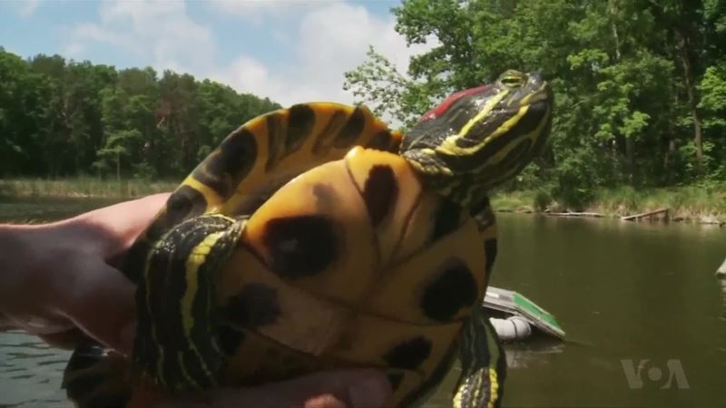 From Pet to Pest: Red-eared Turtles Threaten Native Species