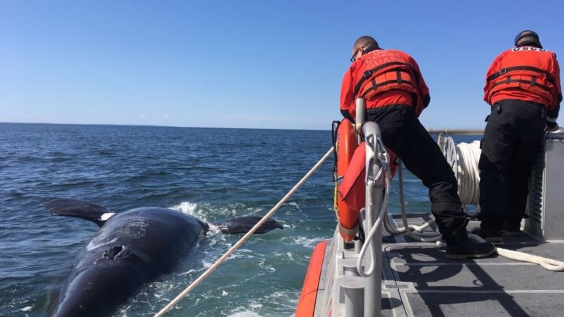 US, Canada to Investigate Deaths of Endangered Whales