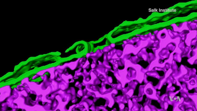 3-D View of Cells Could Mean New Ways to Fight Disease