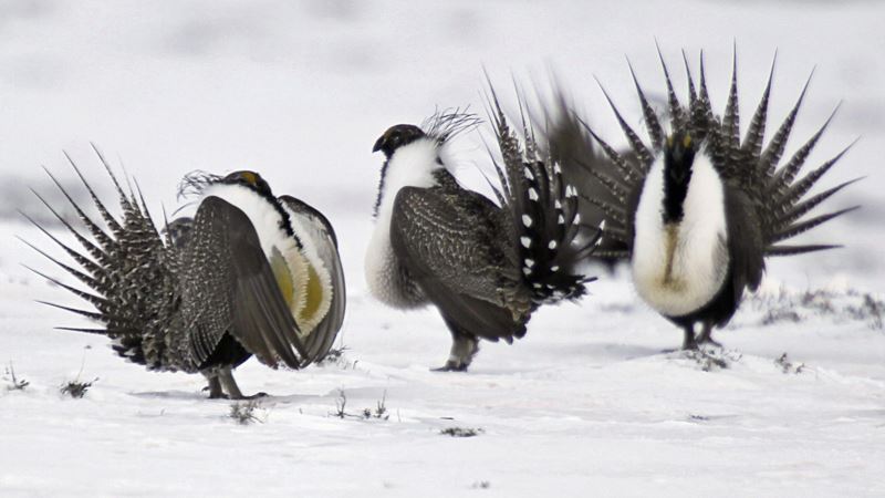 US Government to Give States More Flexibility in Protecting Wild Bird