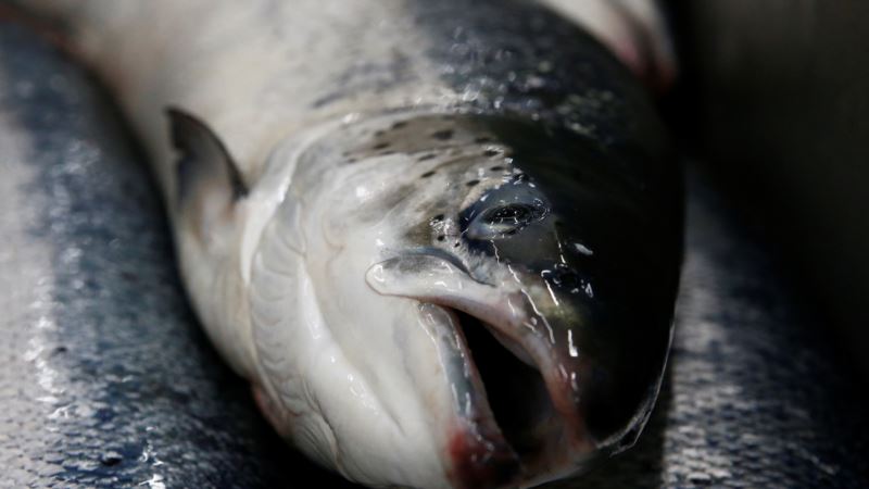 Arctic Fjords Help Russia Combat Fish Shortage Problems