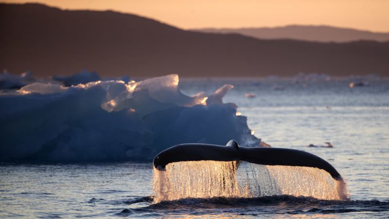 Arctic Voyage Finds Global Warming Impact on Ice, Animals