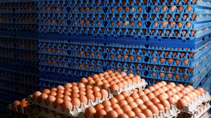 Dutch Police Make Arrests in Contaminated Eggs Case