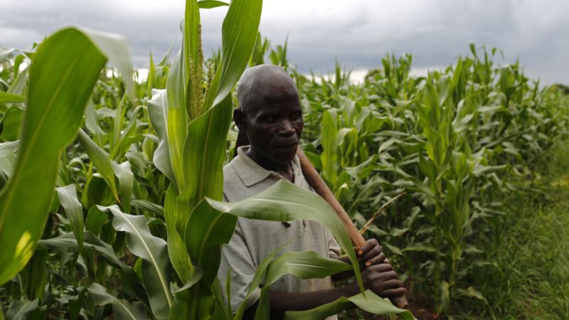 Climate Extremes, Policy Confuse Crop Choices for Malawi Farmers