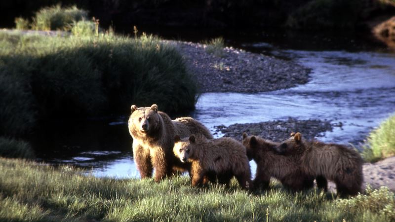 Judge: US Erred in Declining Protections for Remote Grizzly Bears