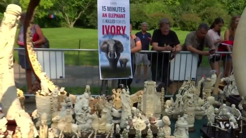 New York Crushes Millions of Dollars’ Worth of Illegal Ivory