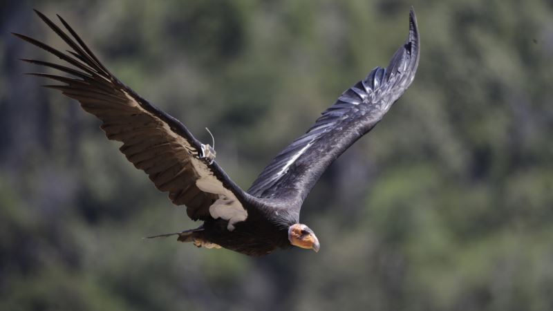 California Condors Return to the Skies After Near Extinction
