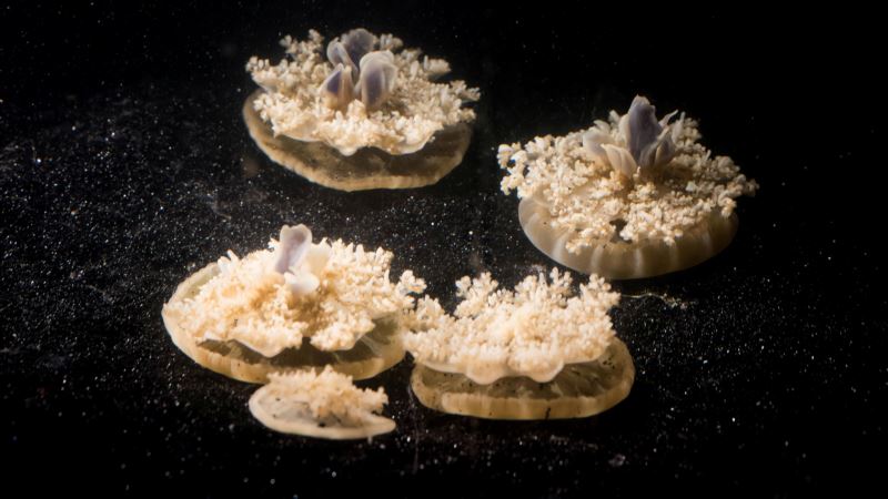 Deep Sleep: Even Jellyfish Need Their Slumber