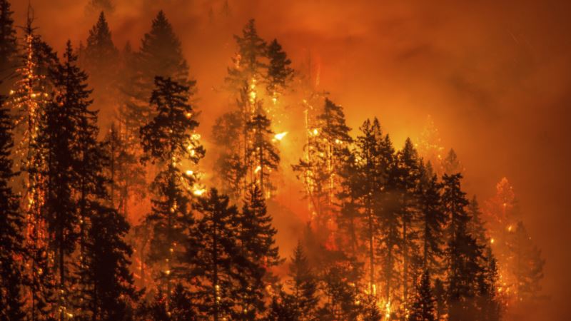 US West’s Wildfires Spark Calls to Thin Tree-choked Forests