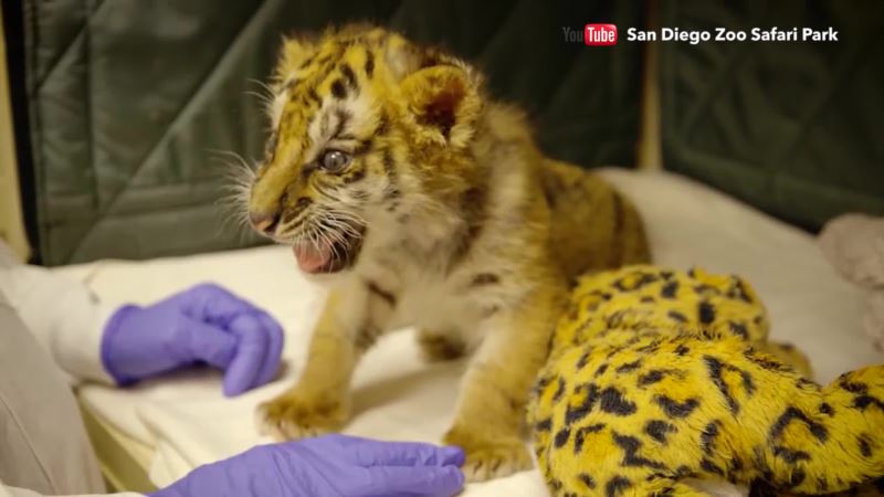 Motherless Tiger Cubs Brought Together at San Diego Zoo