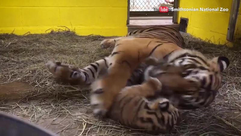 Two Motherless Tiger Cubs Are Brought Together at San Diego Zoo