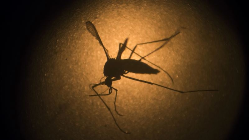 As Africa Warms, Mosquito Carrying Zika, Dengue More Likely to Thrive