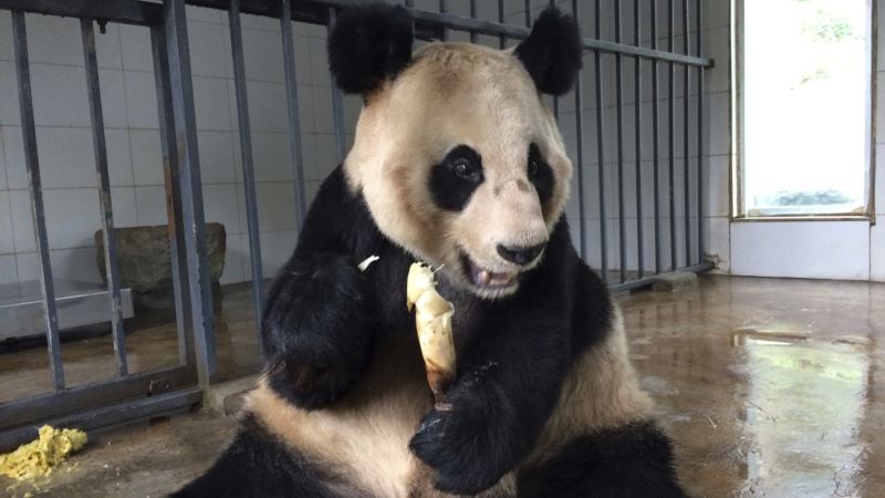 Pair of Giant Pandas From China Welcomed in Indonesia