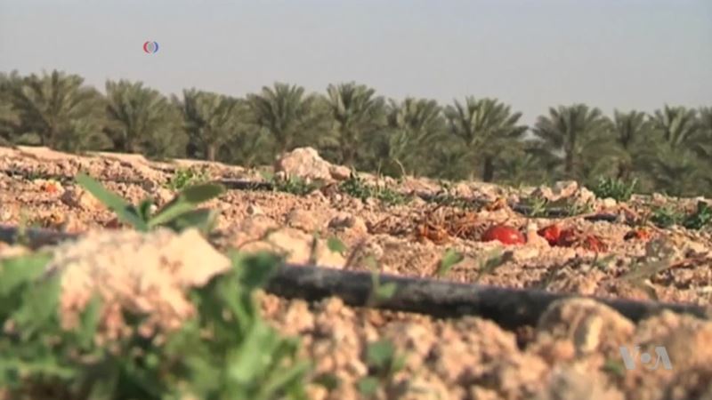 Qatar Farm Makes Compost Soil to Grow Crops