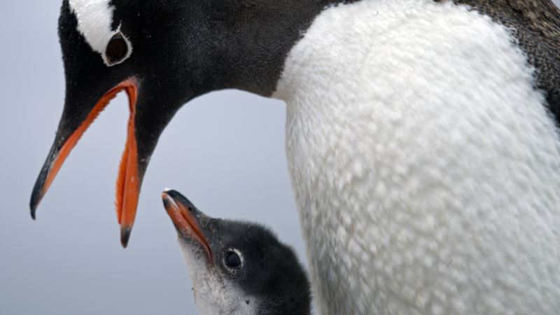 Researchers Sound Alarm Over Antarctic Penguin Chick Deaths