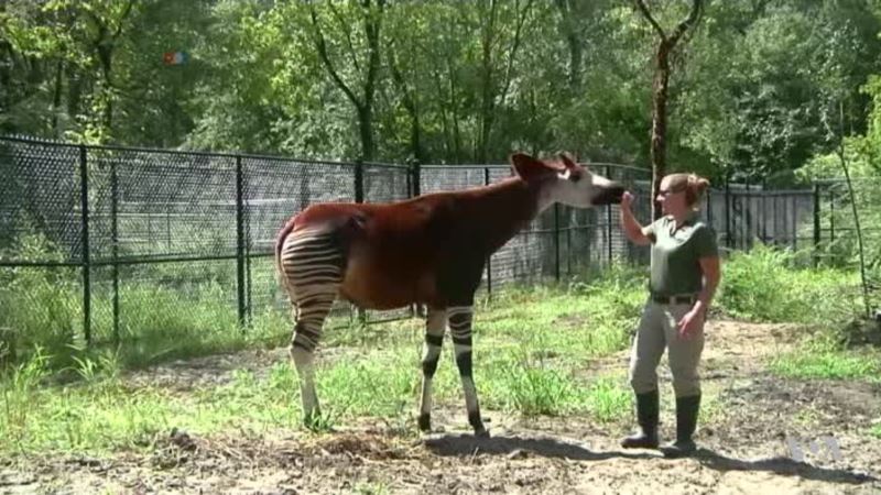 Herds of Endangered African Animals Find New Home in South Louisiana